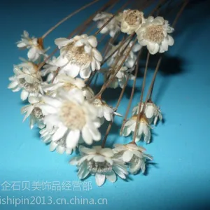 供应供应小星花快乐花,天然材料,干燥花 干花 染色花 玫瑰干花