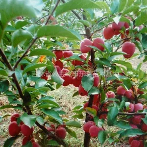 供应供应吉林果树苗基地,黑龙江出售果树苗,内蒙出售果树苗,哪有出售葡萄苗的