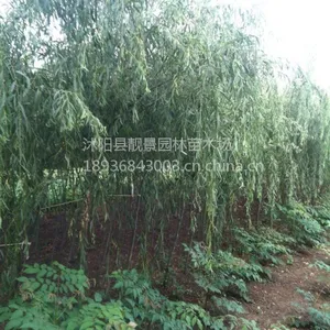 供应垂柳苗金丝垂柳1-10公分紫薇苗法桐苗栾树苗绿化苗木