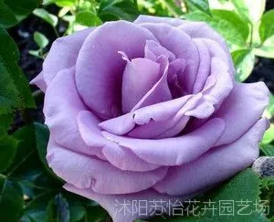 精品盆栽蓝色大花藤本月季 藤蓝月 苗圃直销