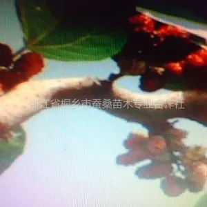供应供应九龙桑苗