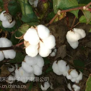 供应供应棉花种子优良棉花种子基地经销首都棉花种子