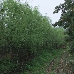 柳树的品种以及柳树的产地
