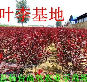 ��Ӧ��Ҷ����ë�����ɽ�����ĸ��޽ӵĺ�