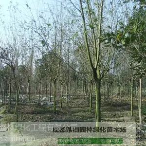2014年垂丝海棠的价格
