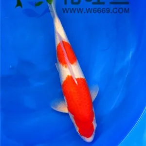 ���ݽ��������������ձ������Ѻ͵���50cm�ʺϽ��������