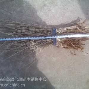 长期出售“一年生秋季枸杞苗” 免费提供种植资料