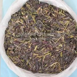 板蓝根种子多少钱一斤？同创药材1级良种价格