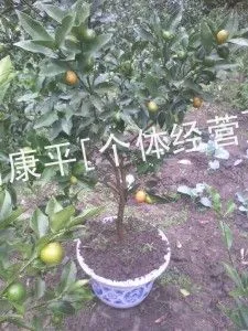大量供应金桔盆栽,盆栽金桔,金桔苗,树型美观,果大味甜