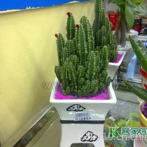 广州市客家园林绿化有限公司