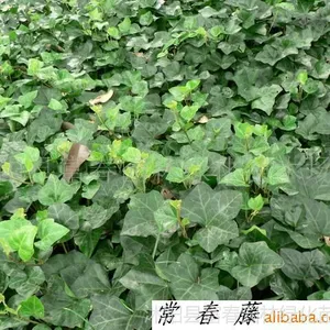 供应常春藤、常春藤苗,别名长春藤、常青藤、长青藤等苗木