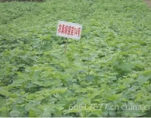 供应大量供应优质 高纯度 高成活嫁接苗 农桑14