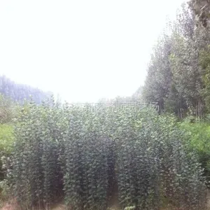 供应山东苹果苗，苹果苗品种，苹果当年苗价格