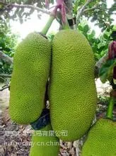 基地直采菠萝蜜。海南岛特产,新奇果品直销,长期有货