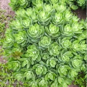 八宝景天 蝎子草 长药景天 扦插可活多肉植物