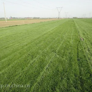 冷季型草坪种植基地