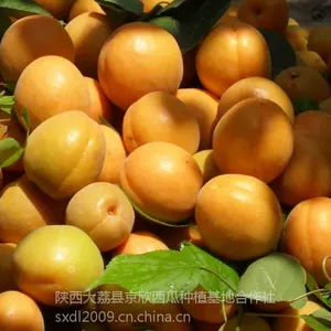 供应金太阳杏/45以上金太阳杏价格