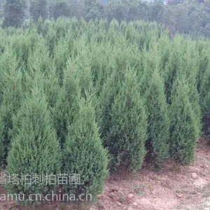 供应甘肃省刺柏苗价格表宁夏区刺柏塔柏苗价格陕西刺柏西安刺柏塔柏苗价格表刺柏产地刺柏基地低价供应柏树