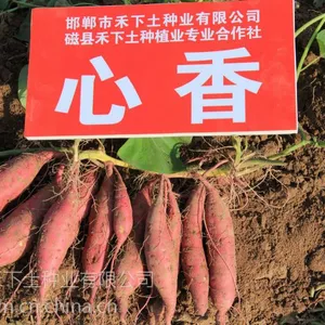 心香 预订2017年脱毒红薯苗