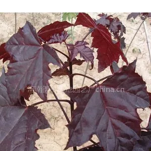 供应紫叶挪威槭，红国王挪威槭，花叶挪威槭，挪威槭
