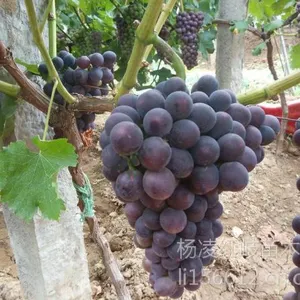 供应河南葡萄苗|河北葡萄苗|安徽葡萄苗|湖北葡萄苗