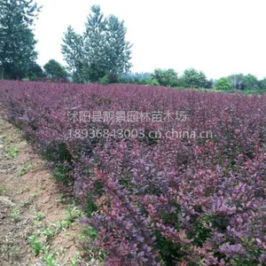 供应红叶小檗30-60公分高 红叶小檗苗绿化苗木红叶小檗价格