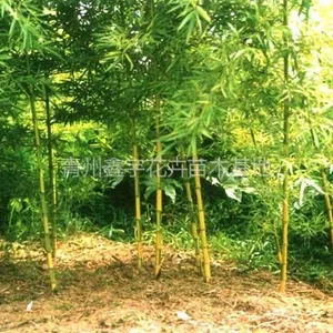 青州市振凯花卉苗木专业合作社