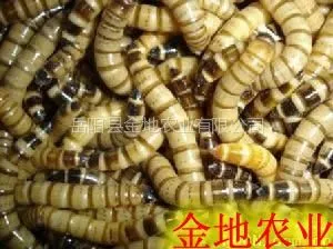 供应黄粉虫养殖场_黄粉虫全国批发