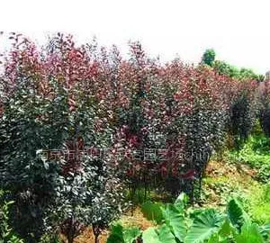 紫叶李,紫叶李价格,紫叶李树苗