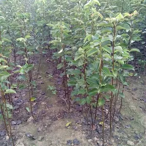 �����磬�������磬˫1�ƽ�������۸񣬻ƽ��������