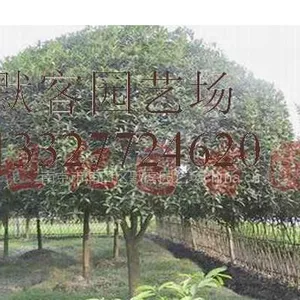 桂花球,桂花球价格,精品桂花球价格