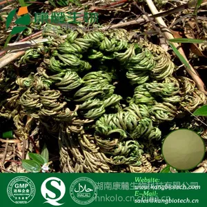 供应穗花杉双黄酮 Amentoflavone CAS:1617-53-4