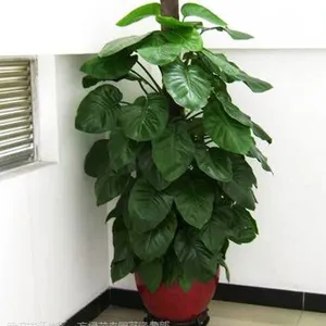 供应绿萝植物租摆,武汉绿萝植物租摆