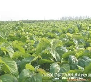 供应大量供应优质价廉纯度高嫁接苗农桑14号