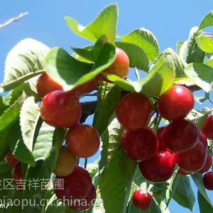 ӣ����ʲôƷ���ʺ���ֲ���Ϸ������ӣ����Ʒ�֣�ӣ�����г�
