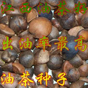 供应油茶籽,山茶籽,木梓,油茶种子,出油***,无杂质