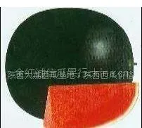 供应陕西西瓜,陕西黑无籽西瓜,黑无籽西瓜基地