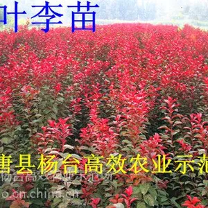 ��Ӧ��Ҷ����ë�����ɽ�����ĸ��޽ӵĺ�