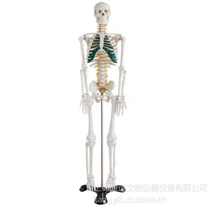 ��Ӧ������KAY/A003�����������ģ��85CM����걾ģ��
