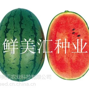 西瓜种子——甜太郎(高品质西瓜)