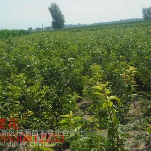 供应樱花价格,(1-5公分)樱花,泰安樱花价格