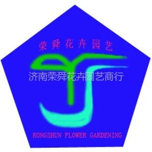 供应发财树销售金钱树销售济南花卉基地