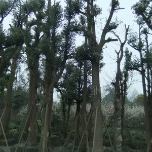 成都大骨架香樟 成都香樟 双头香樟