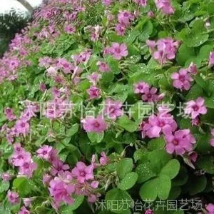 进口草坪种子暖季型草籽 红三叶草籽种 ***