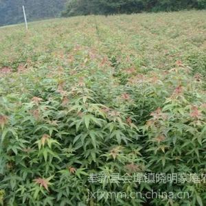 批发2年青枫小苗|1米高青枫价格|地径1-2公分青枫树苗图片