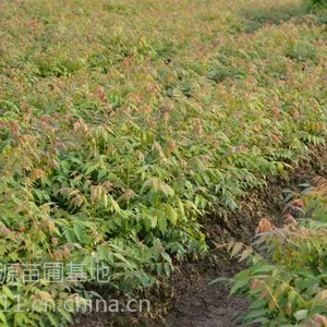 供应五角枫小苗 2年五角枫小苗