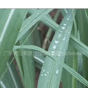 供应草编甘蔗叶