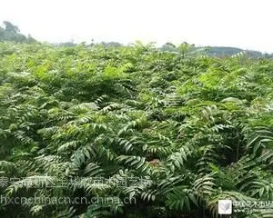 山东哪里有红油香椿苗、香椿芽苗、香椿苗供货商、香椿苗基地香椿小苗批发价、泰安香椿小苗基地、香椿苗子