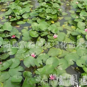 ˯������������ˮ�ۻ�����Ӧ˯������