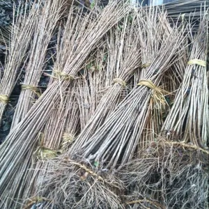 供应樱花苗100-200公分高 法桐树 枫杨苗 栾树苗 垂柳苗 绿化苗木